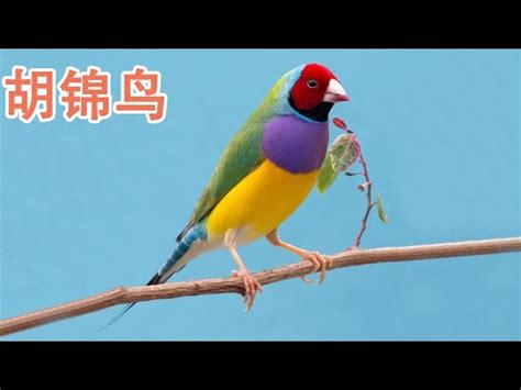 胡錦鳥親人嗎|胡錦鳥